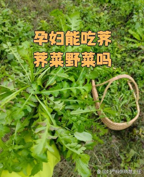 荠菜孕妇能吃吗