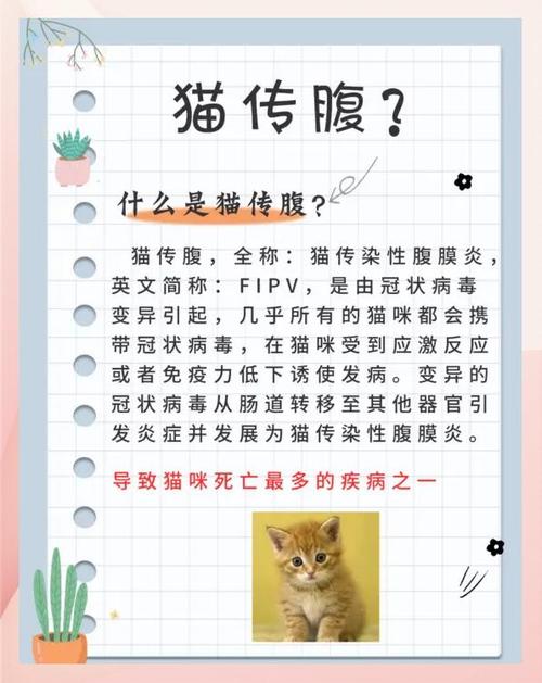 猫传腹什么症状 猫传腹什么症状