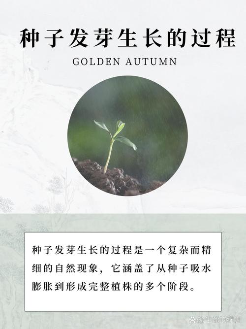起源2种子3seed3