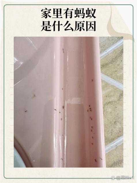 家中有蚂蚁是什么征兆