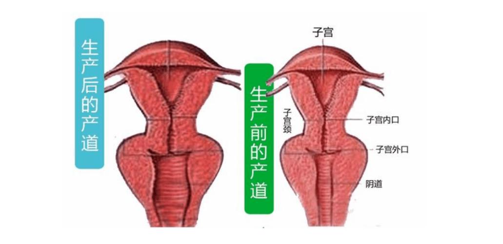 下面松弛是什么原因造成的