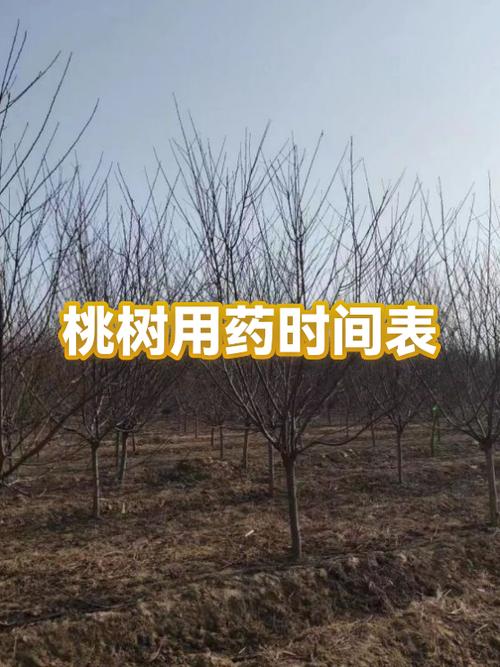 桃树全年用药表