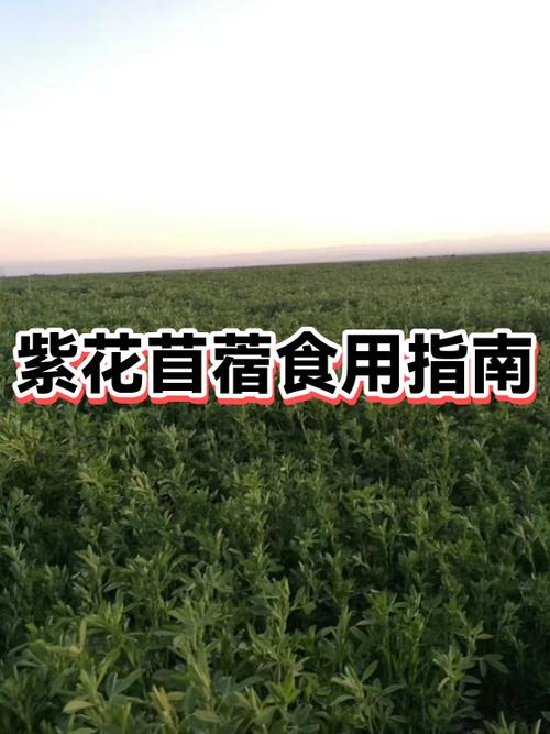 苜蓿草可以食用吗