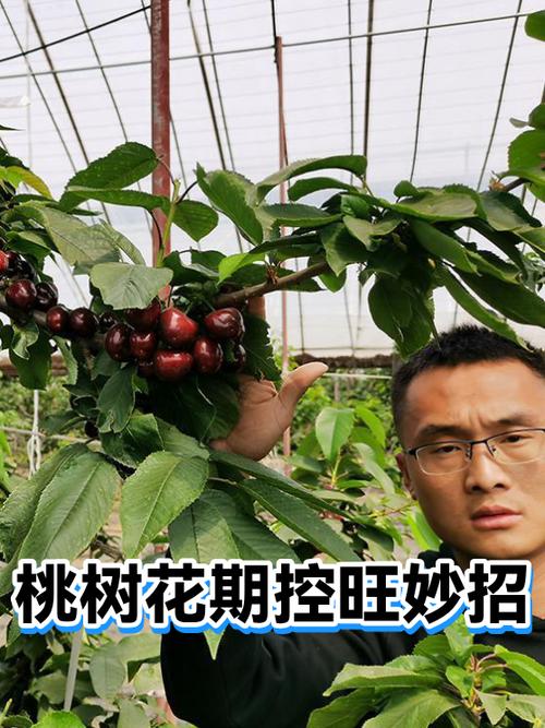 桃树用什么控旺药控梢不控果