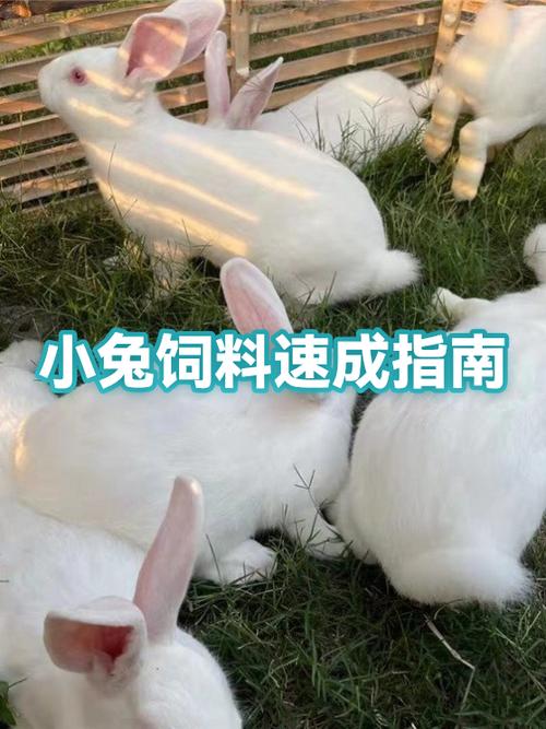 小兔子主食吃什么最好截图2