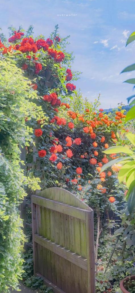 夏天栽玫瑰花能活吗 夏天栽玫瑰花能活吗