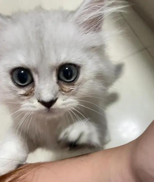 猫咪泪痕怎么消除最有效