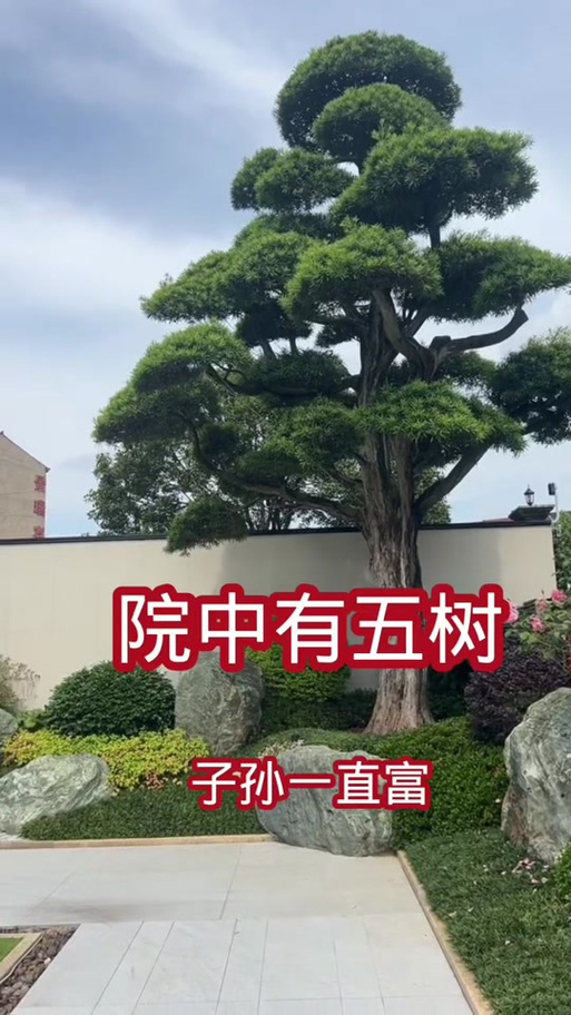 大门口两边最旺宅的树