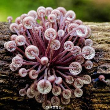百度蘑菇蓝莓5秒隐藏路线广告截图1