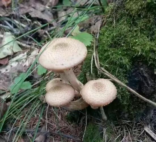 百度蘑菇蓝莓5秒隐藏路线广告截图2