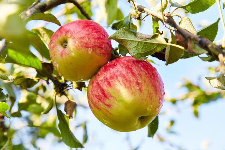 兼职app一单一结苹果