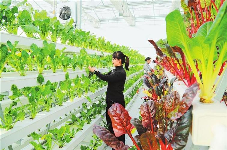 生态蔬菜种植农业公司简介