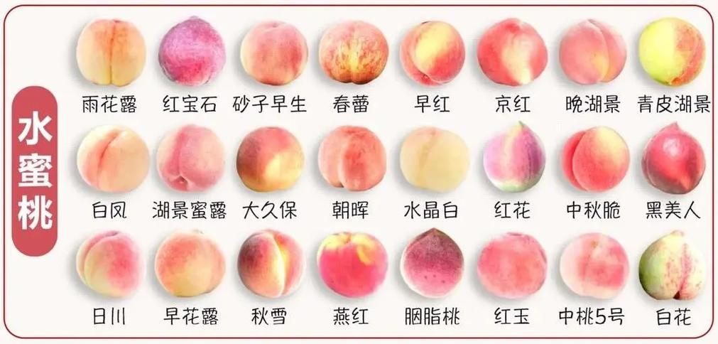 桃子品种图片