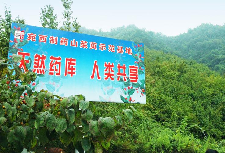 山间药园最新版本