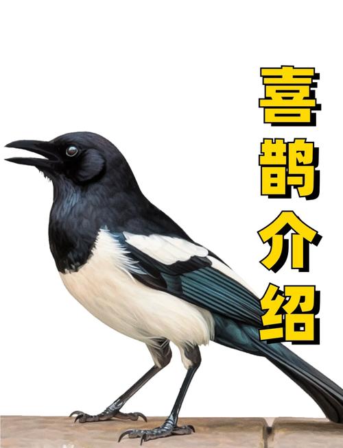 喜鹊小说安卓版喜鹊小说安卓版免费阅读