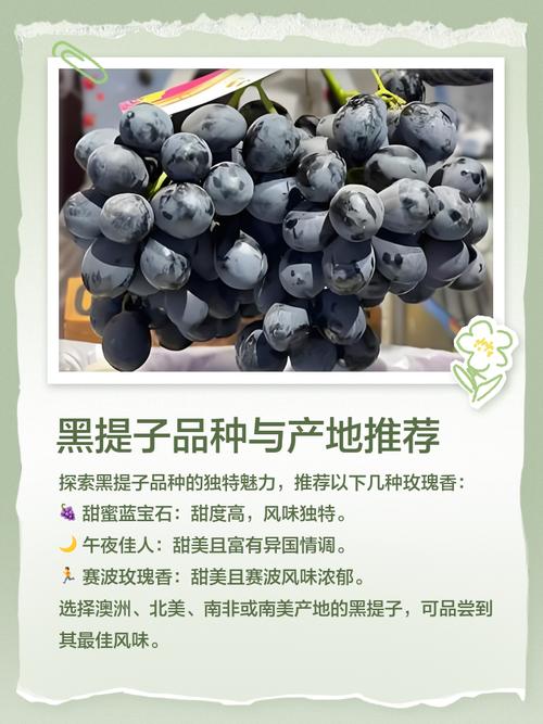 黑提子视频最新版