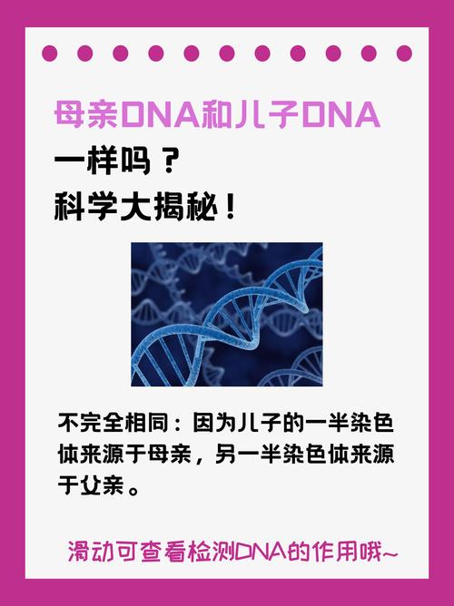 日本妈妈dna和儿子dna区别