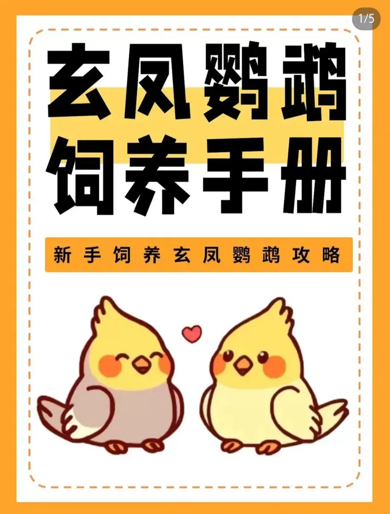 养玄凤鹦鹉的注意事项