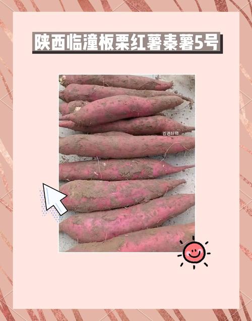 秦薯5号红薯简介修改版无广告