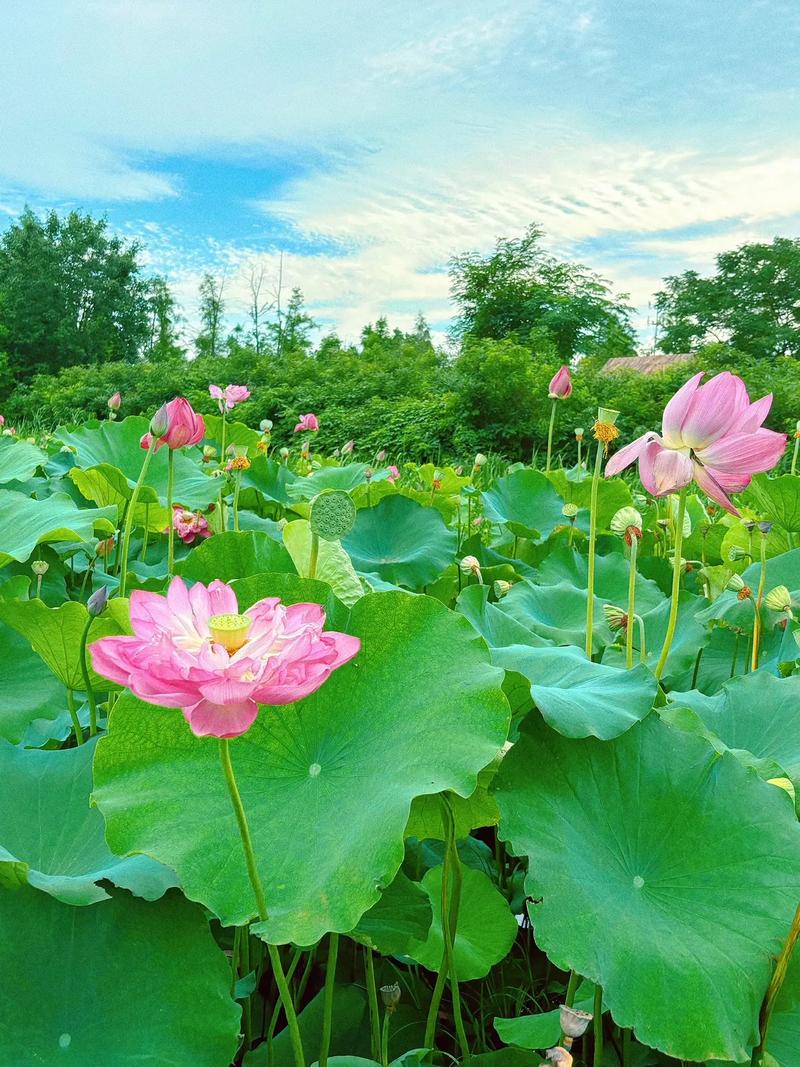 荷花转转发