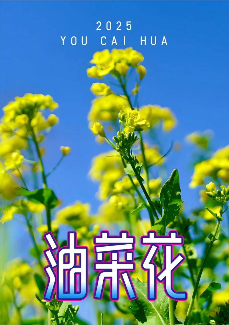 菜花小说手机版
