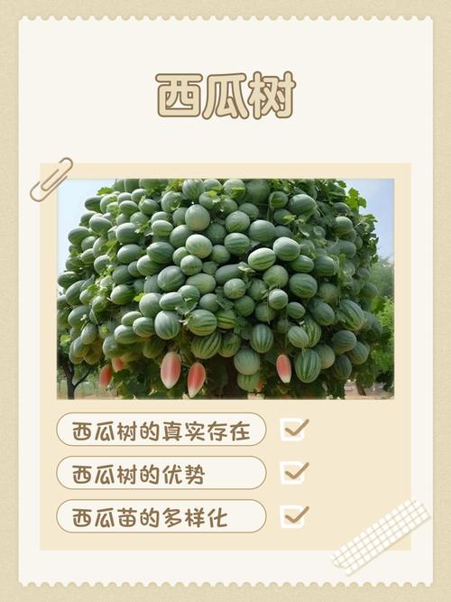 西瓜树阅读免费手