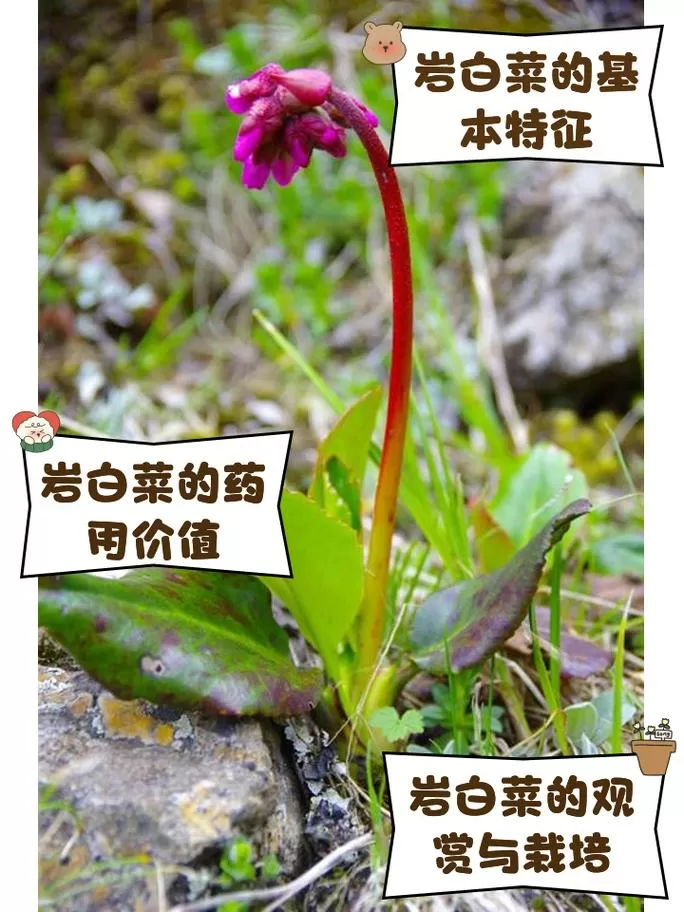 岩白菜一次可以吃2片吗