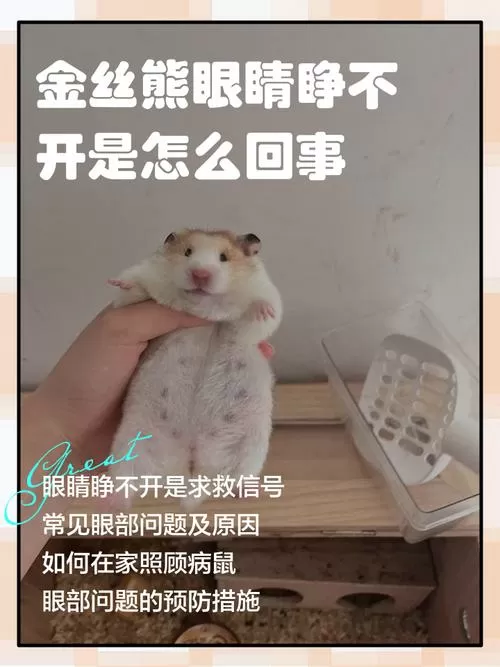 仓鼠睁不开眼睛四肢无力快要死了