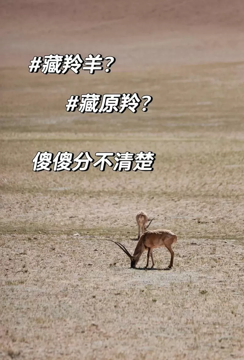 藏羚羊和羚羊的区别
