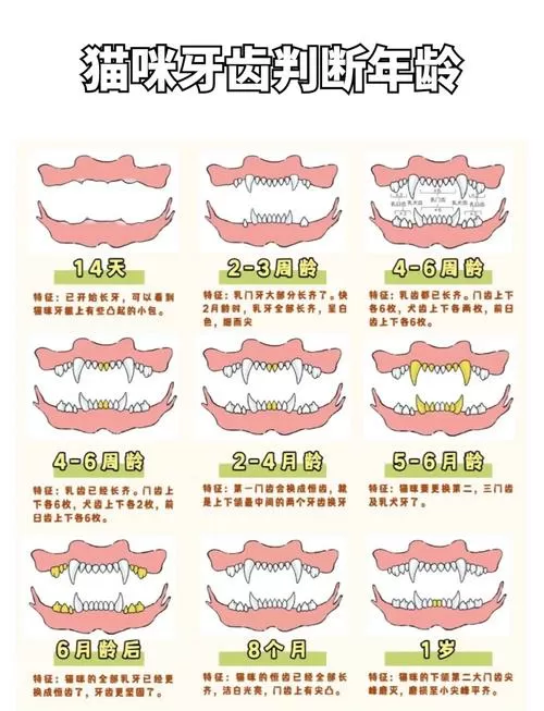 猫咪牙齿年龄图解